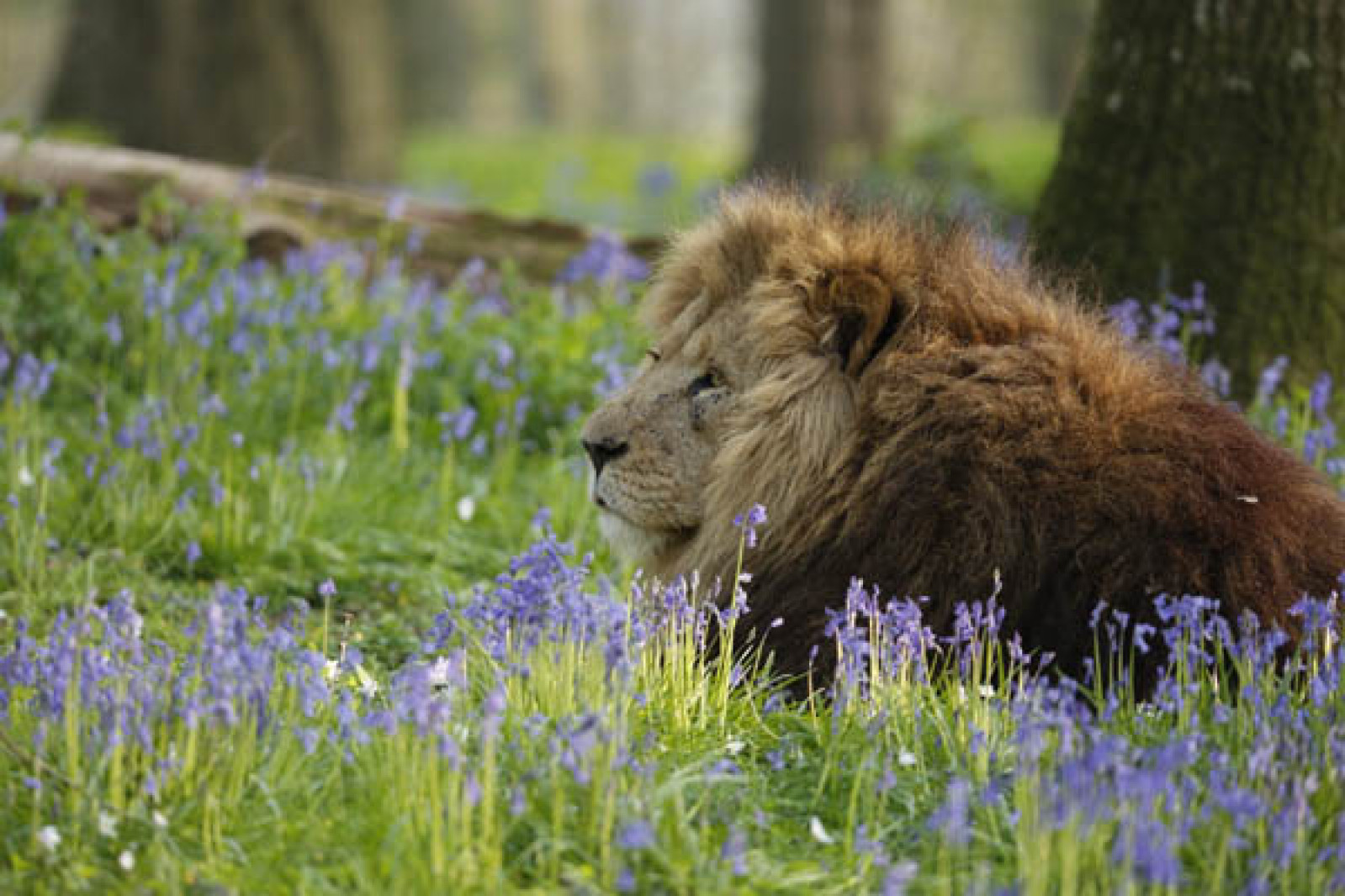 Longleat pride at big cat homes