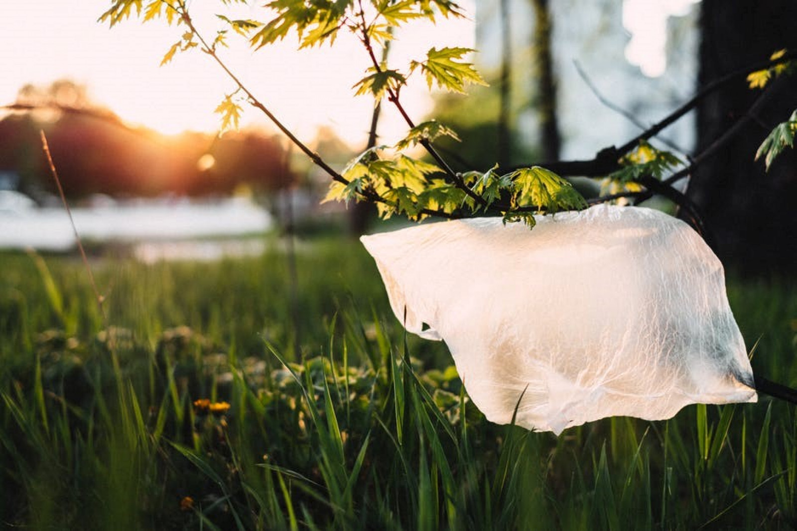 Biodegradable and compostable film: a quick guide