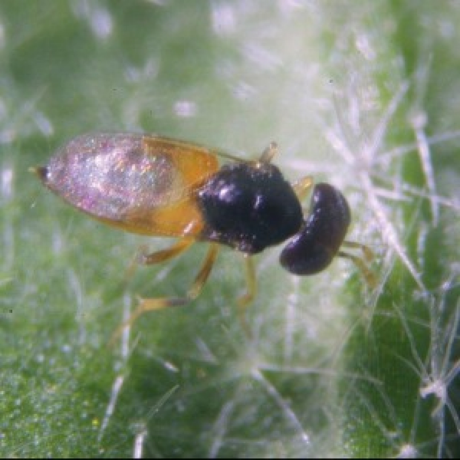 Invicta helps with biological pest control