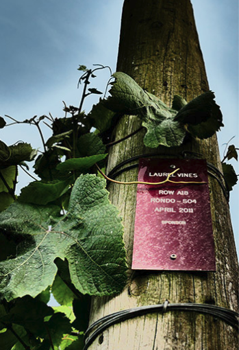 Made in Yorkshire | Laurel Vines | Wine from an East Yorkshire Vineyard